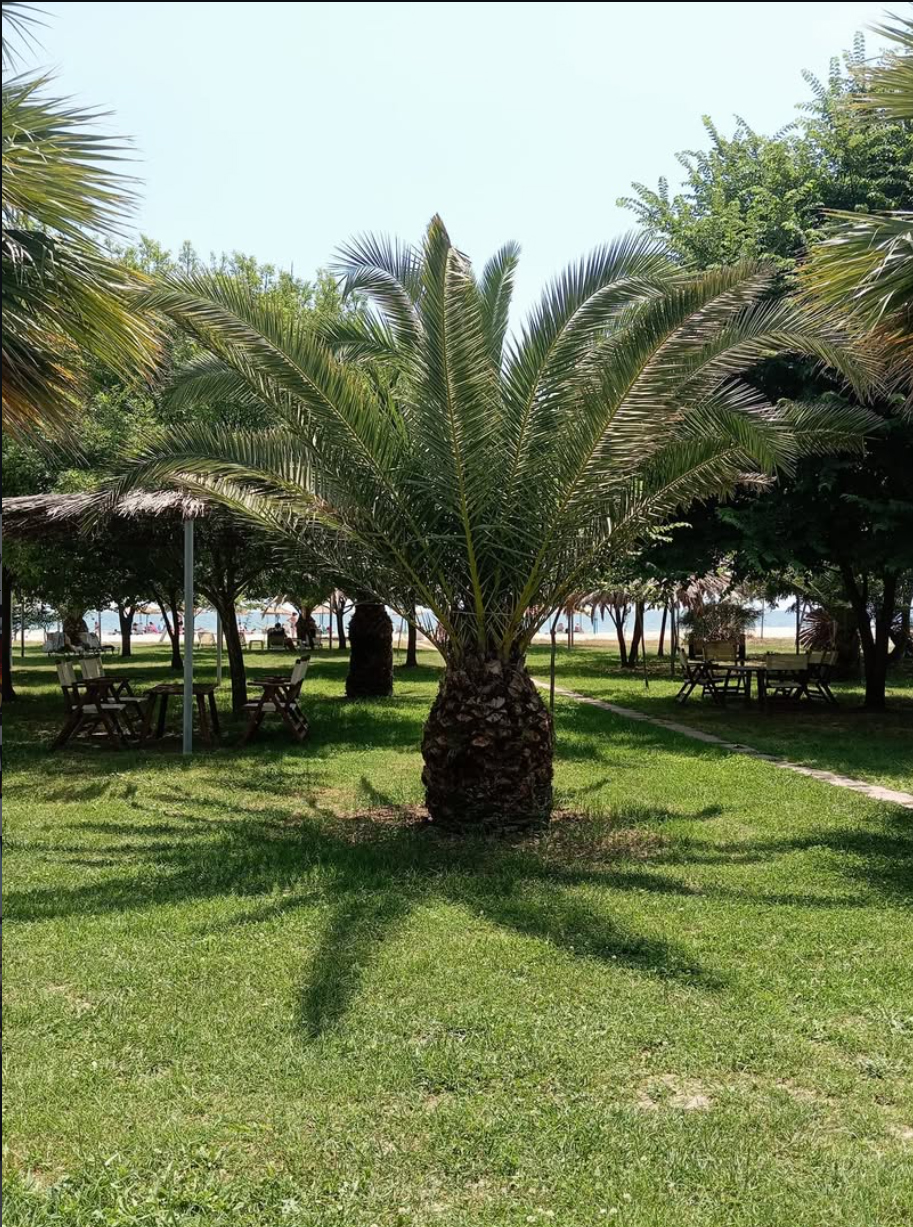 Τραπέζια στη σκιά των φοινίκων, μπροστά στη θάλασσα