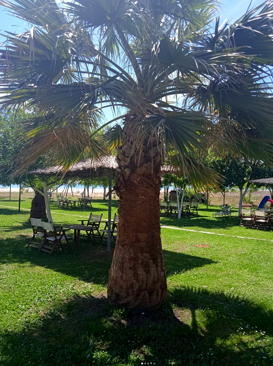 Οι φοίνικες του Tropic Island