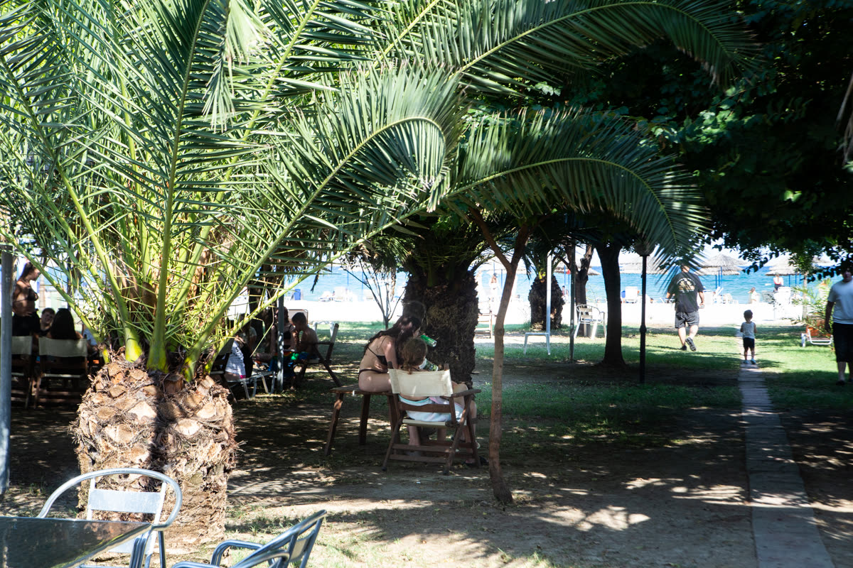 Οι φοίνικες του Tropic Island με θέα τη θάλασσα