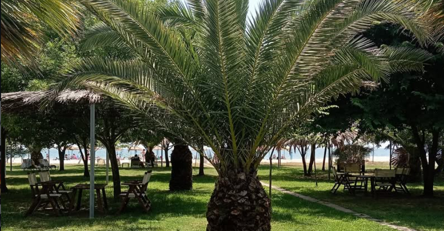 Ο φοίνικας του Tropic Island με τα τραπέζια και τη θάλασσα